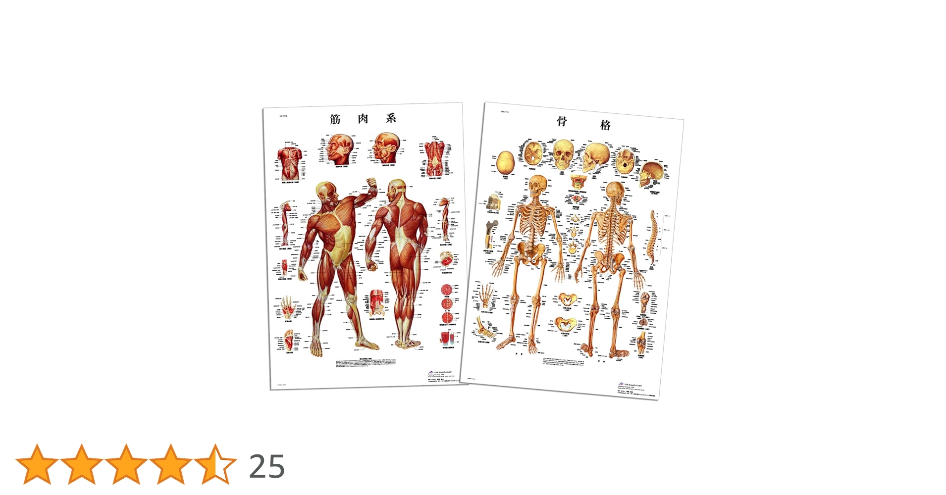 人体模型 筋肉と骨格の詳細図 2枚セット Amazon.co.jp: Aoguzhao 人体モデル 人体模型 30cm 男性 女性 1