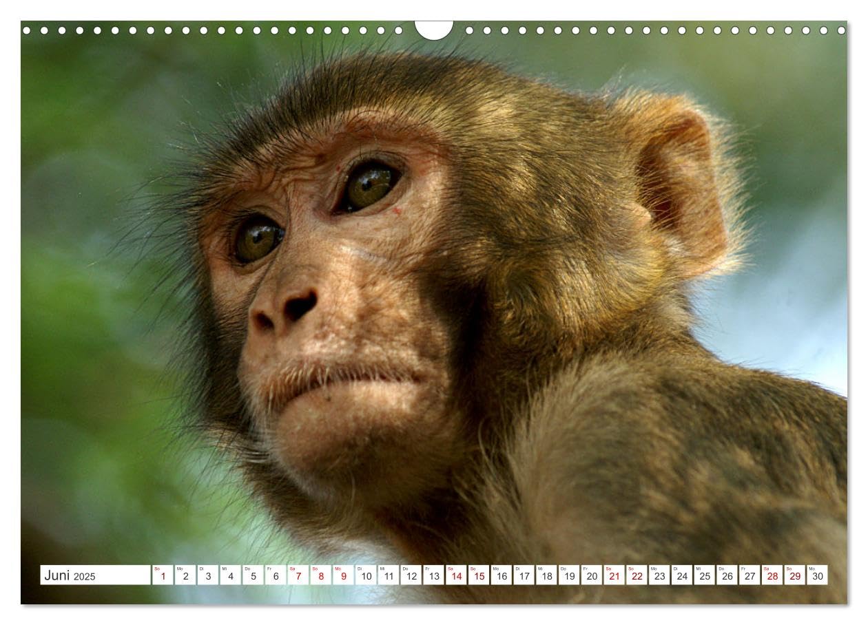 Die Affen sind los (Wandkalender 2025 DIN A3 quer), CALVENDO Monatskalender: Aufnahmen in Thailand und Borneo gemacht (CALVENDO Tiere)