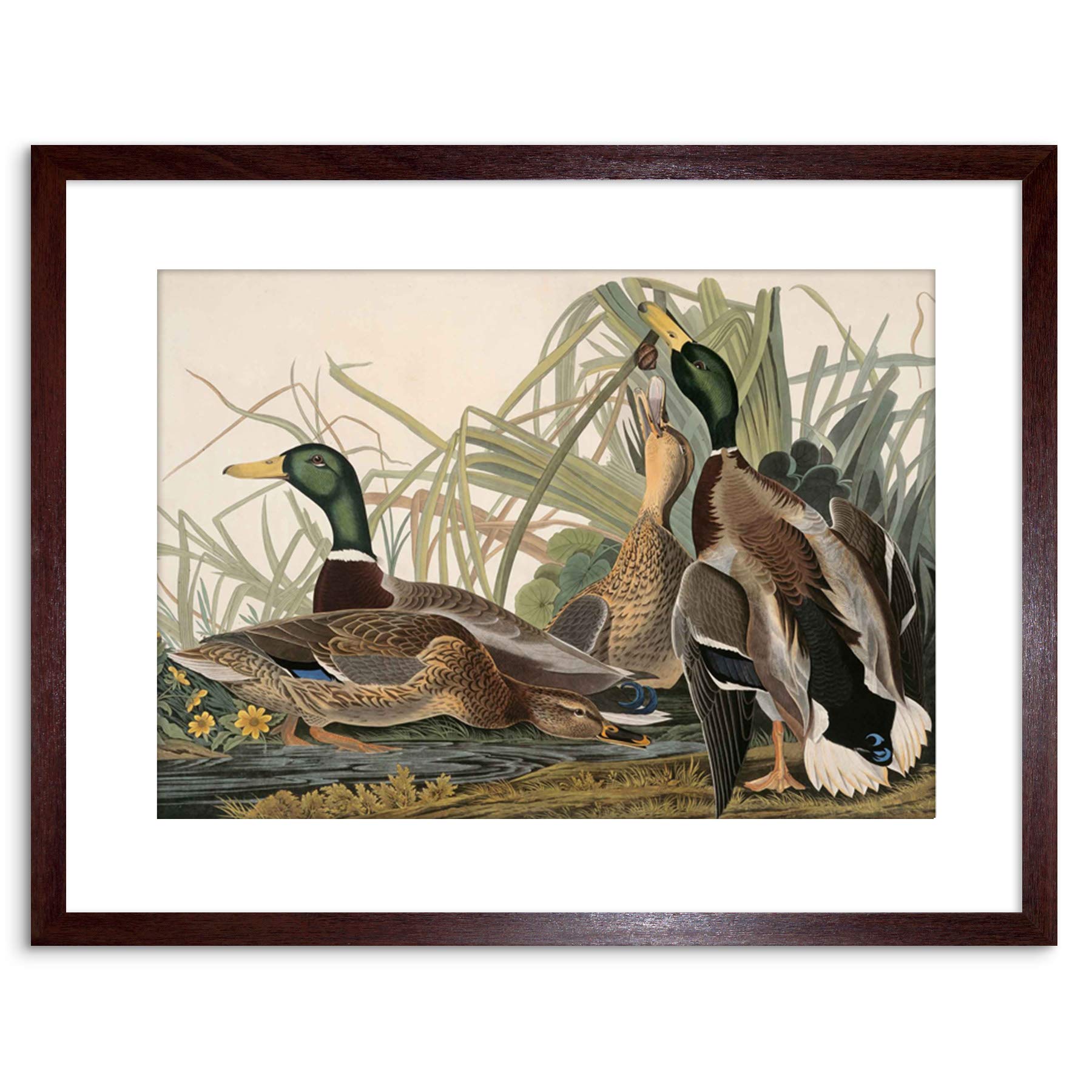 Wee Blue Coo PAINTING BIRD AUDUBON MALLARD DUCK FRAMED PRINT F97X3582