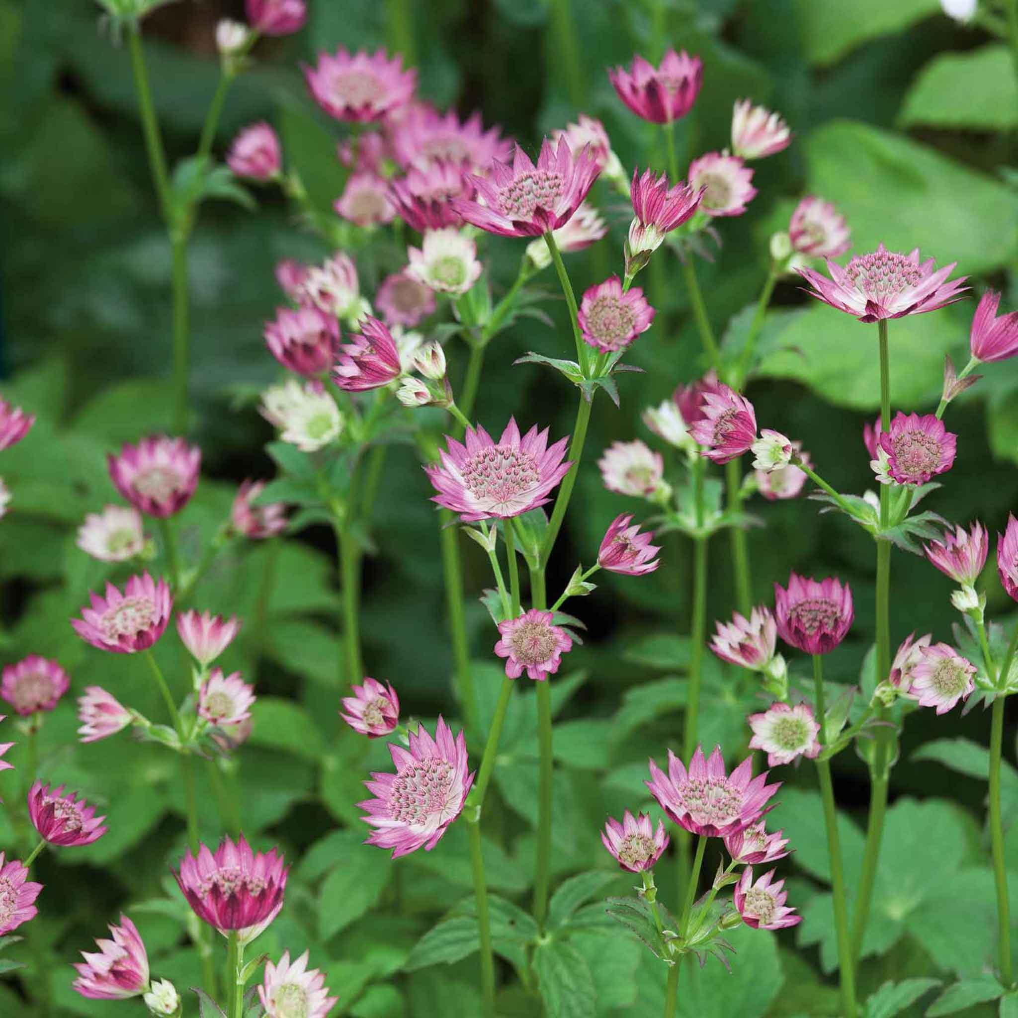 Marshalls Garden Astrantia 'Roma' Perennial Deep-Pink Pincushion Flowers