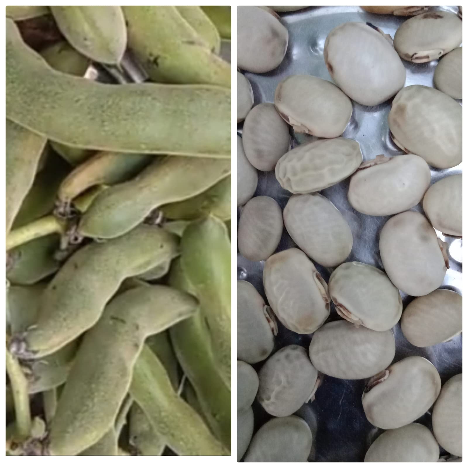 See full amazon price history chart for Poonai Kali Seeds / Velvet Beans / Butter Beans / Big Mocha Seeds / Mocha Kotta Seeds / Big Beans Seeds - 5 Nos Poonai Kali Seeds / Velvet Beans / Butter Beans / Big Mocha Seeds / Mocha Kotta Seeds / Big Beans Seeds - 5 Nos (B0BM99BP9M) Amazon Price History, Amazon Price Tracker