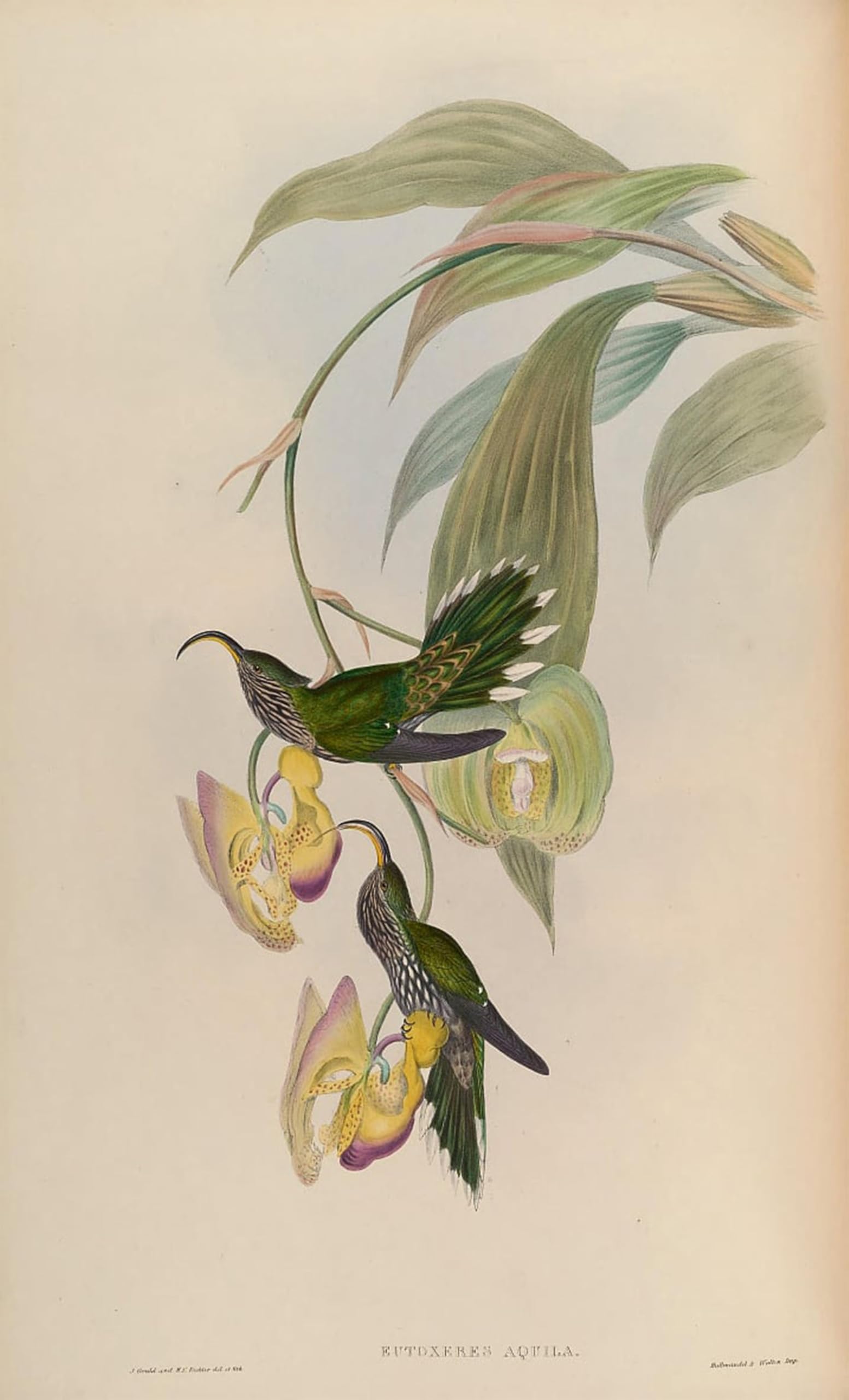 POSTERIIk Famous Animal Posters Vintage Picture Animal Bird Eutoxeres Aquila by John Gould Modern Wall Decor for Home Decor 60x90cm