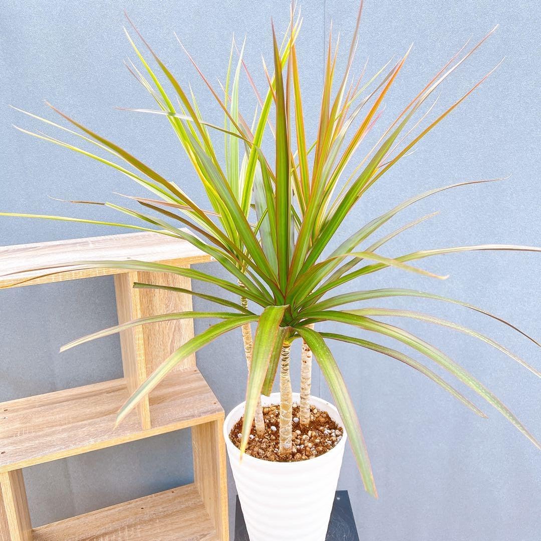 洋楽スーパークラブグルーヴィンVol1～13セット計13枚 D*1様 洋楽