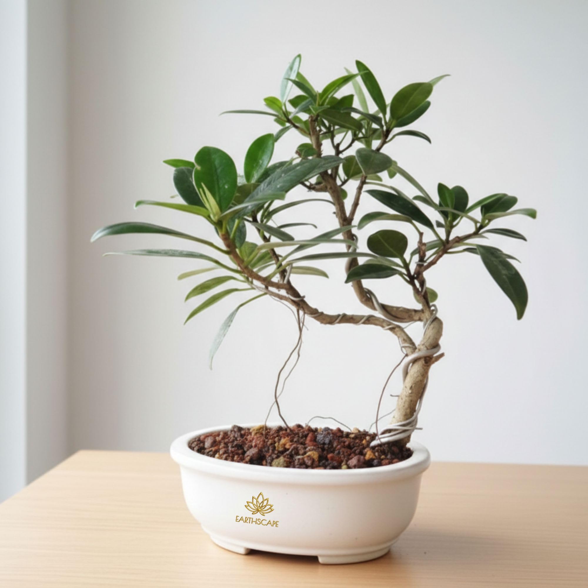 EARTHSCAPE Ficus Long Island Mini Banyan Bonsai Tree | Live Indoor Bonsai Plant with Pot | Compact Evergreen Desk & Home Décor Tree-image-5