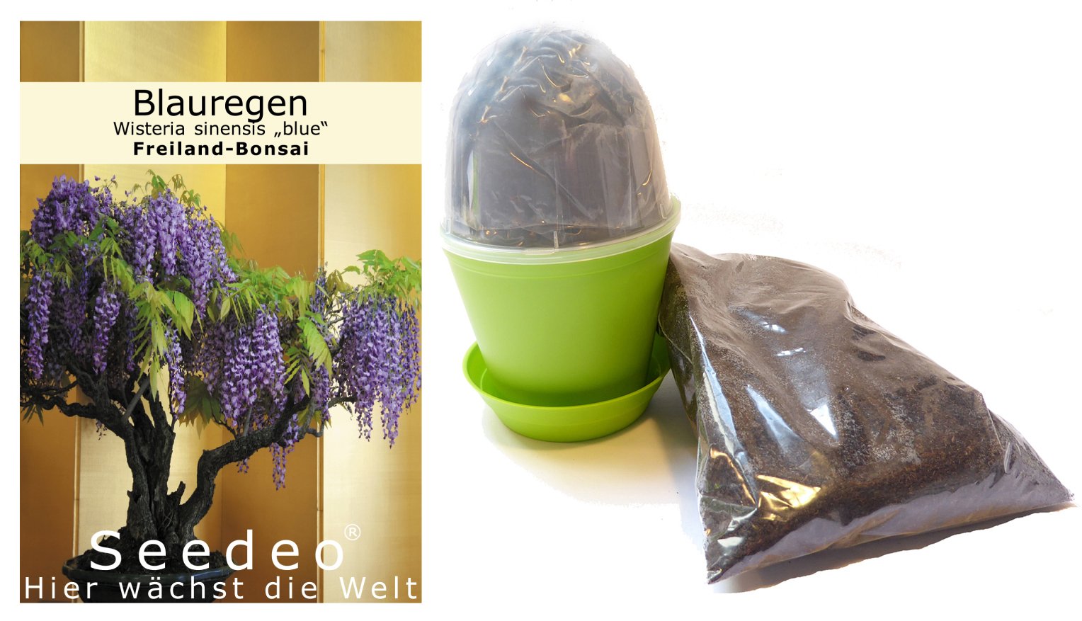 Seedeo Bonsai Anzuchtset Blauregen (Wisteria sinensis blue) : Amazon.de:  Garten