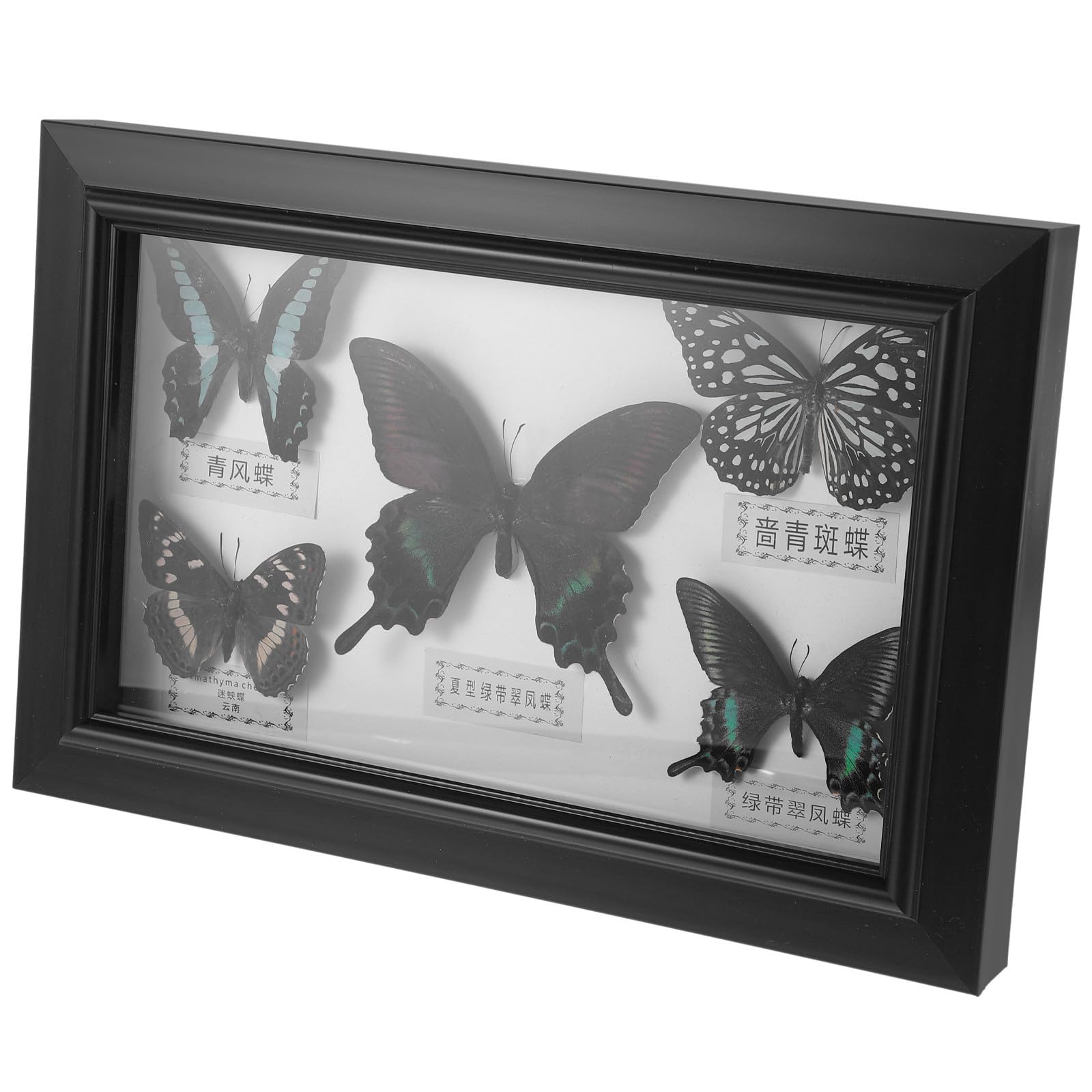 Marco para Exhibición de Insecto con Espécimen Real Decoración de Pared Artística y Elegante para Hogar y Escritorio Diseño Transparente Creativo Regalo para Coleccionistas