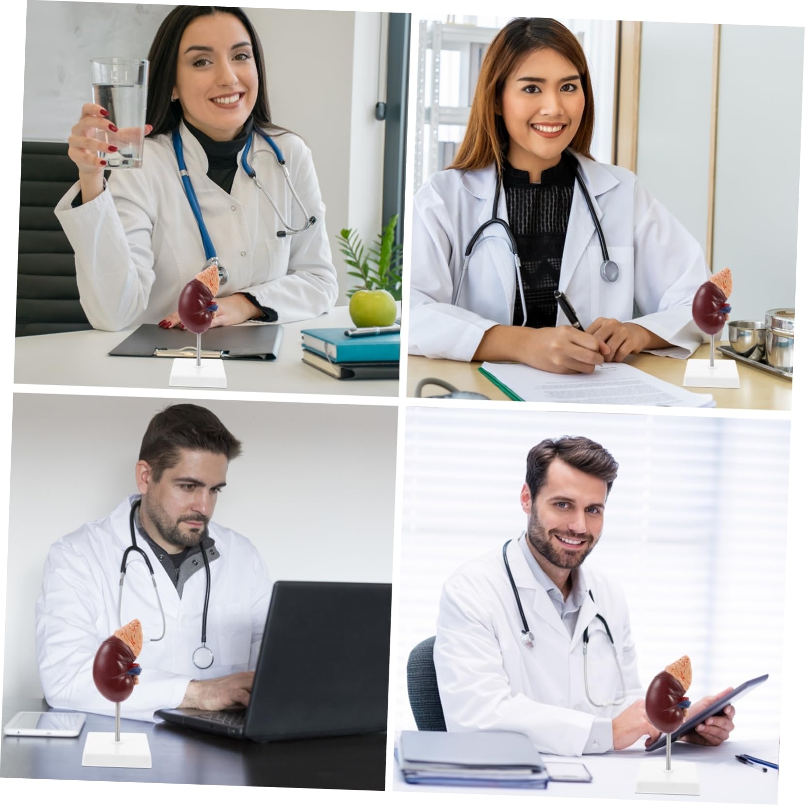IMIKEYA Nierenmodell Anatomisches Lehrmodell Zweiteiliges Nierenmodell Mit Nebenniere Abnehmbar Für Medizinische Studien Und Demonstration Ständer Aus Hochwertigem Kunststoff