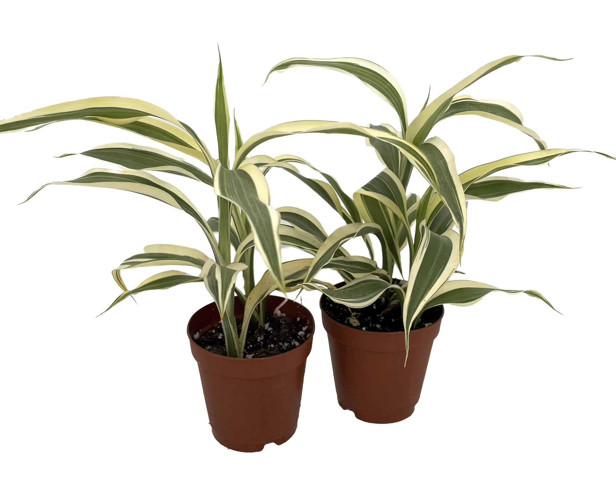 verzweigter drachenbaum Dracaena lemon lime (Drachenbaum) kaufen main image 1