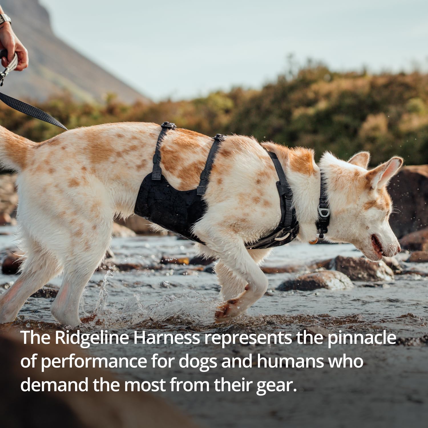 Amazon | RUFFWEAR(ラフウェア) リッジラインハーネス オブシディアン