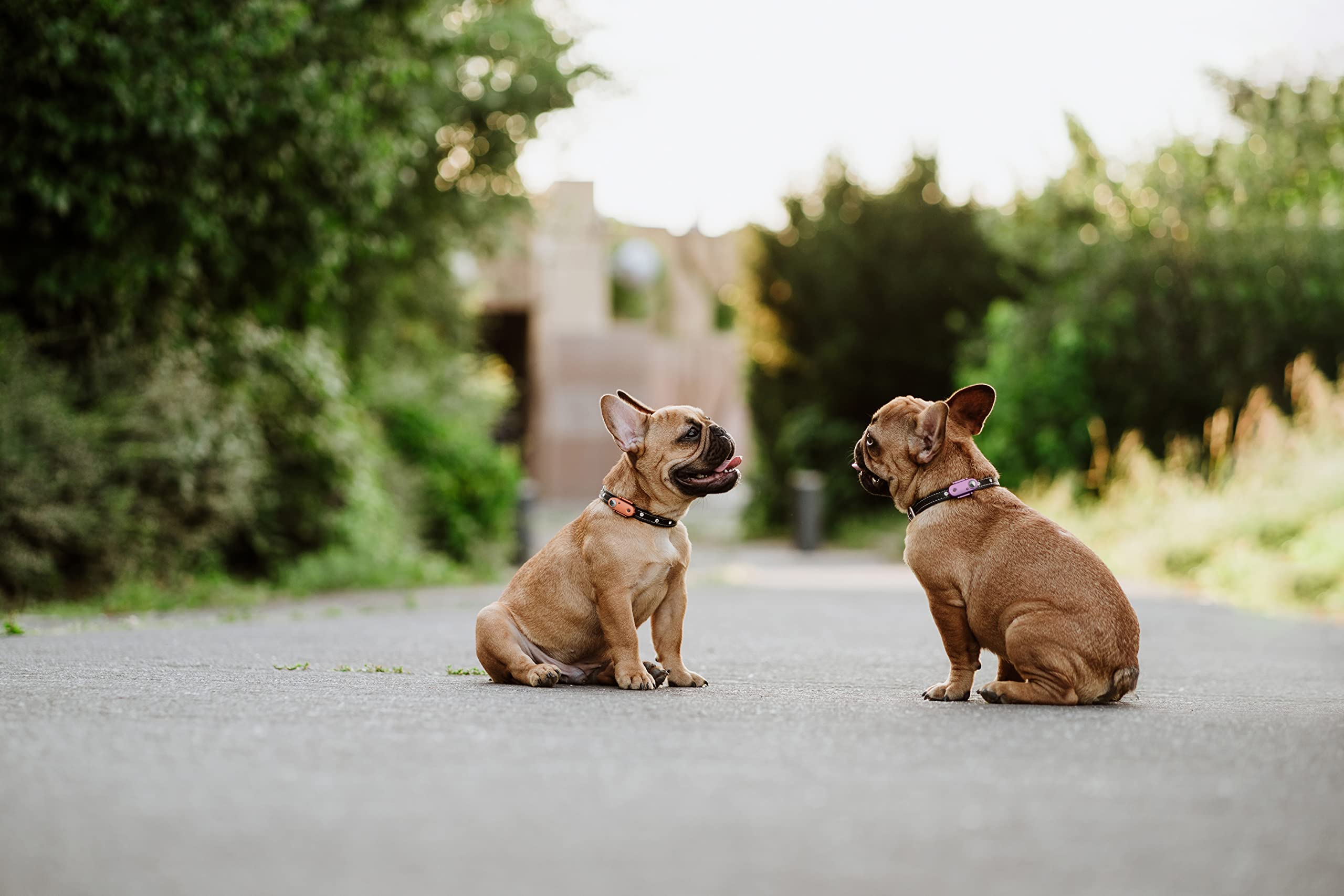 Tickless Mini Dog - Repellente naturale per pulci e zecche senza sostanze chimiche, ad ultrasuoni, per cani - Organo viola