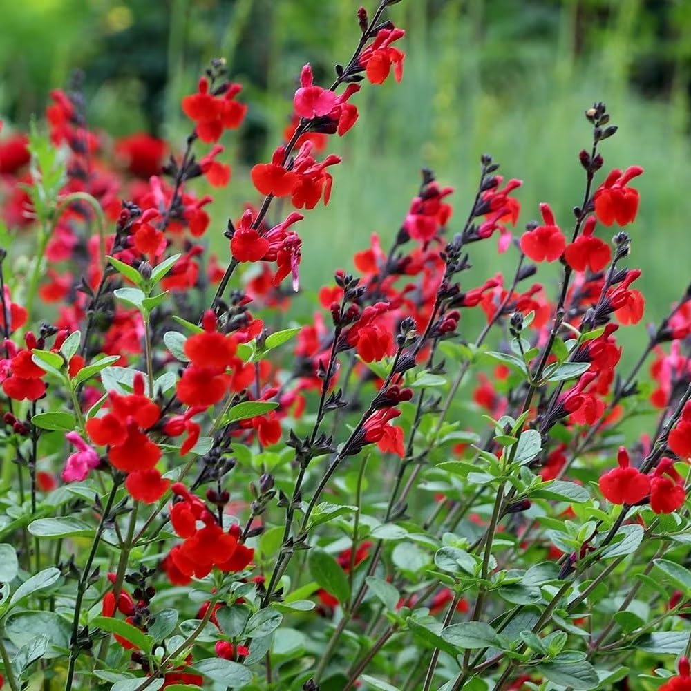Plant Theory 9cm Pot Salvia Royal Bumble Sage Perennial