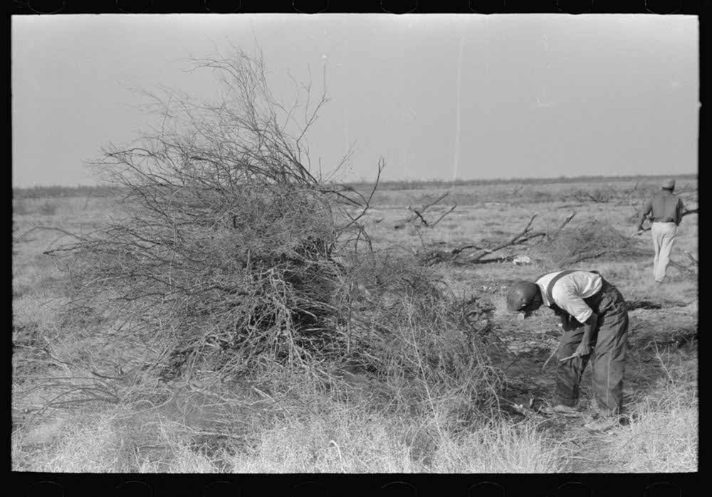 Burning mesquite in process of clearing land, El Indio