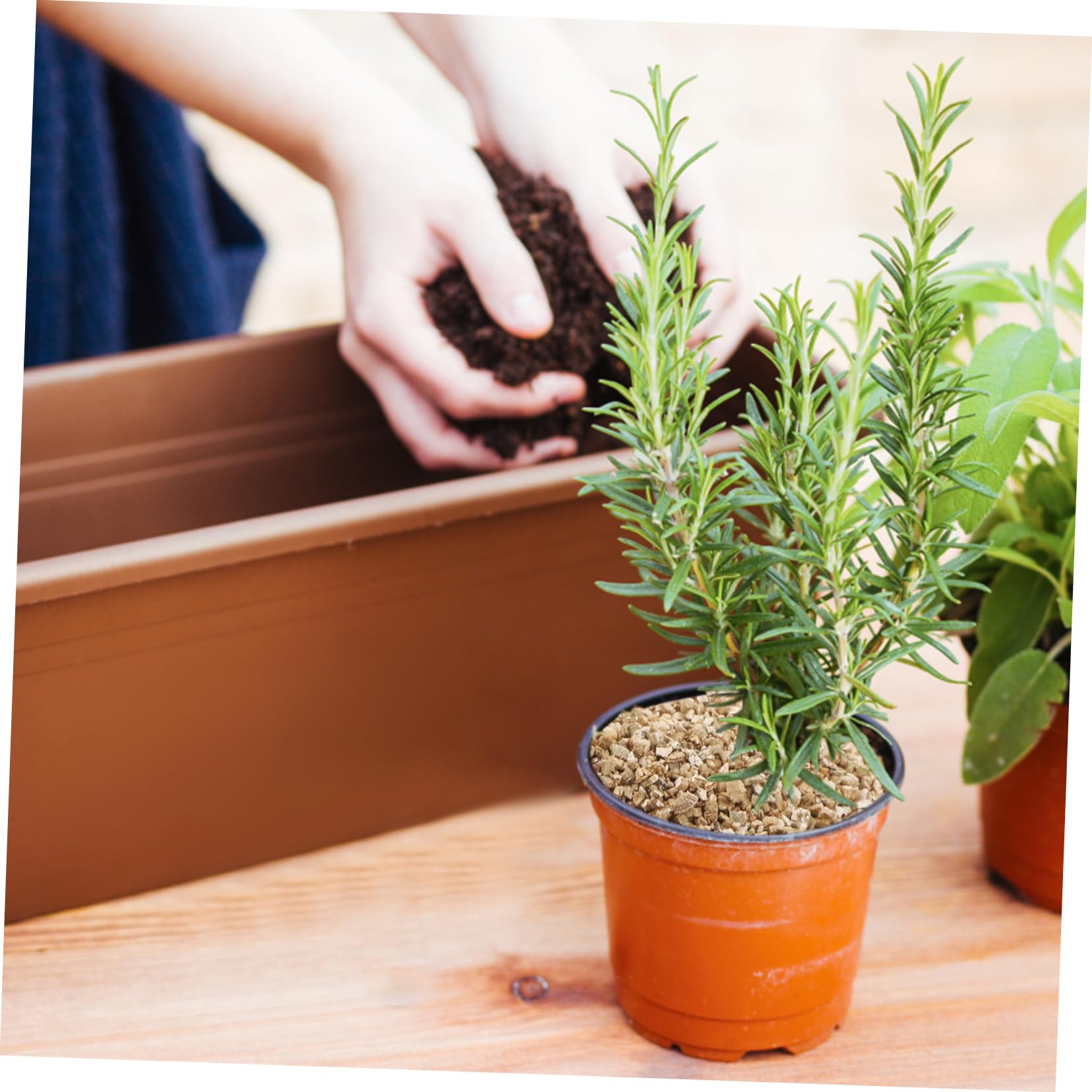 Vermiculite Horticole Fine 3l pour Jardinage et Croissance des Plantes | Rétention D’eau Élevée, Ph Neutre, Usage Maison pour Jardins et Pots D’intérieur