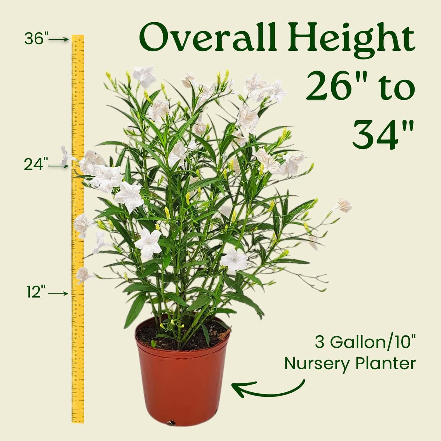 【新品】LOWYA New Ruellia 284 ホワイト LOWYA New Ruellia 2 84 ホワイト チェスト