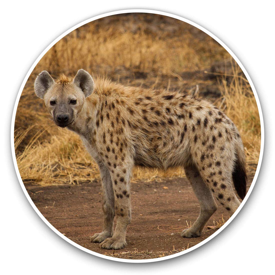 Vinyl Stickers (Set of 2) 7.5cm - Hyena Savannah Wild Animals #3375