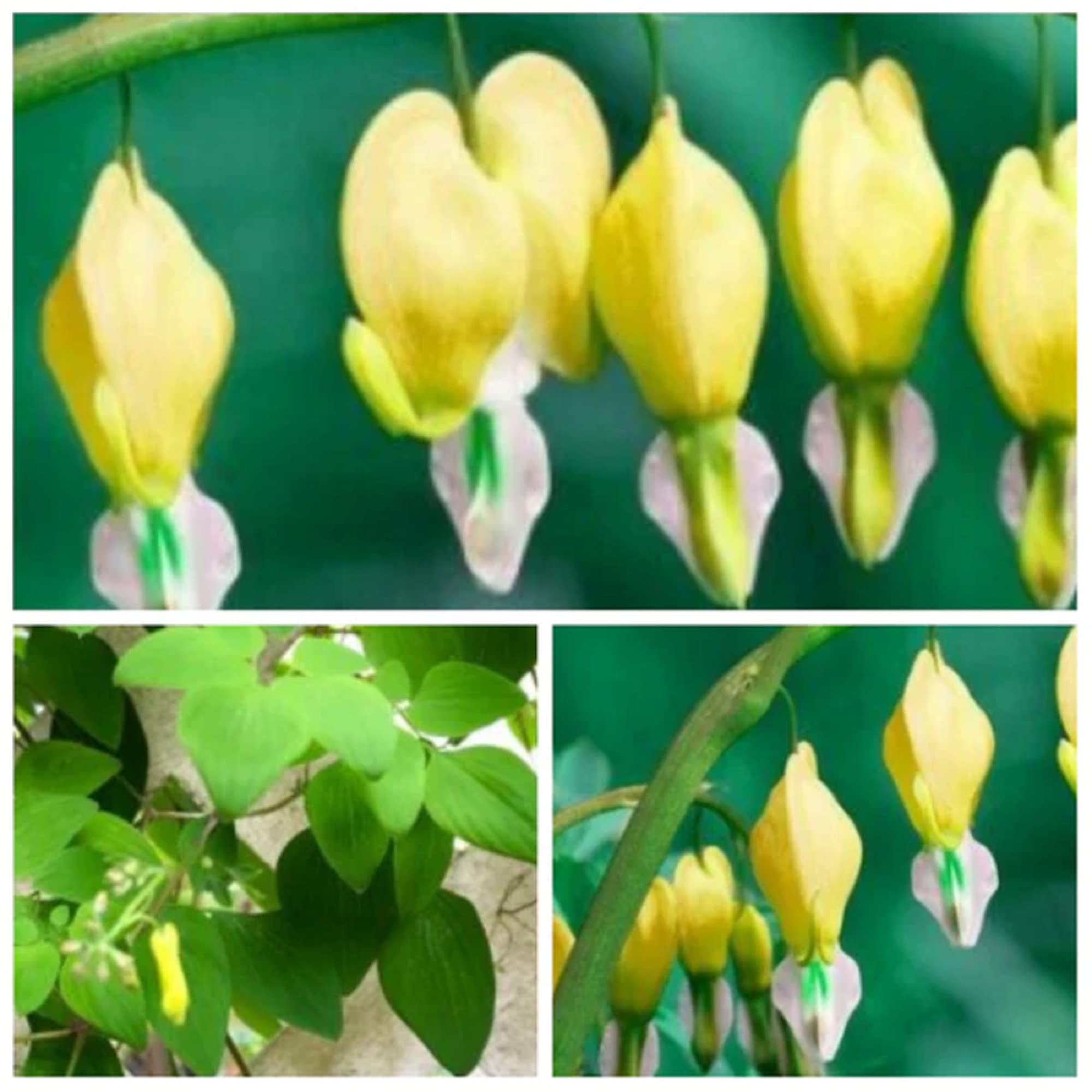 CHUXAY GARDENYellow Dicentra Spectabilis,Bleeding Heart 10 Seeds Ornamental Flowering Plant Highly Fragrant Attract Butterflies and Bees