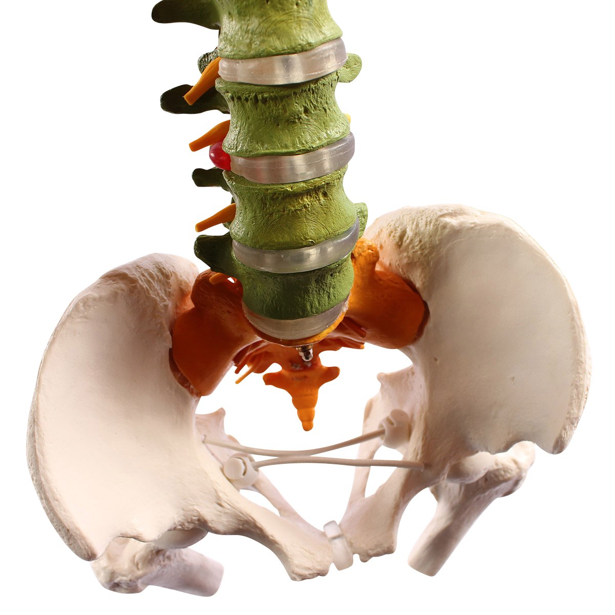 Cranstein Colonne vertébrale Modèle avec cymbales et Cuisses Flexible – Modèle Anatomique comme modèle d'apprentissage ou Outil d'enseignement (Didactique)