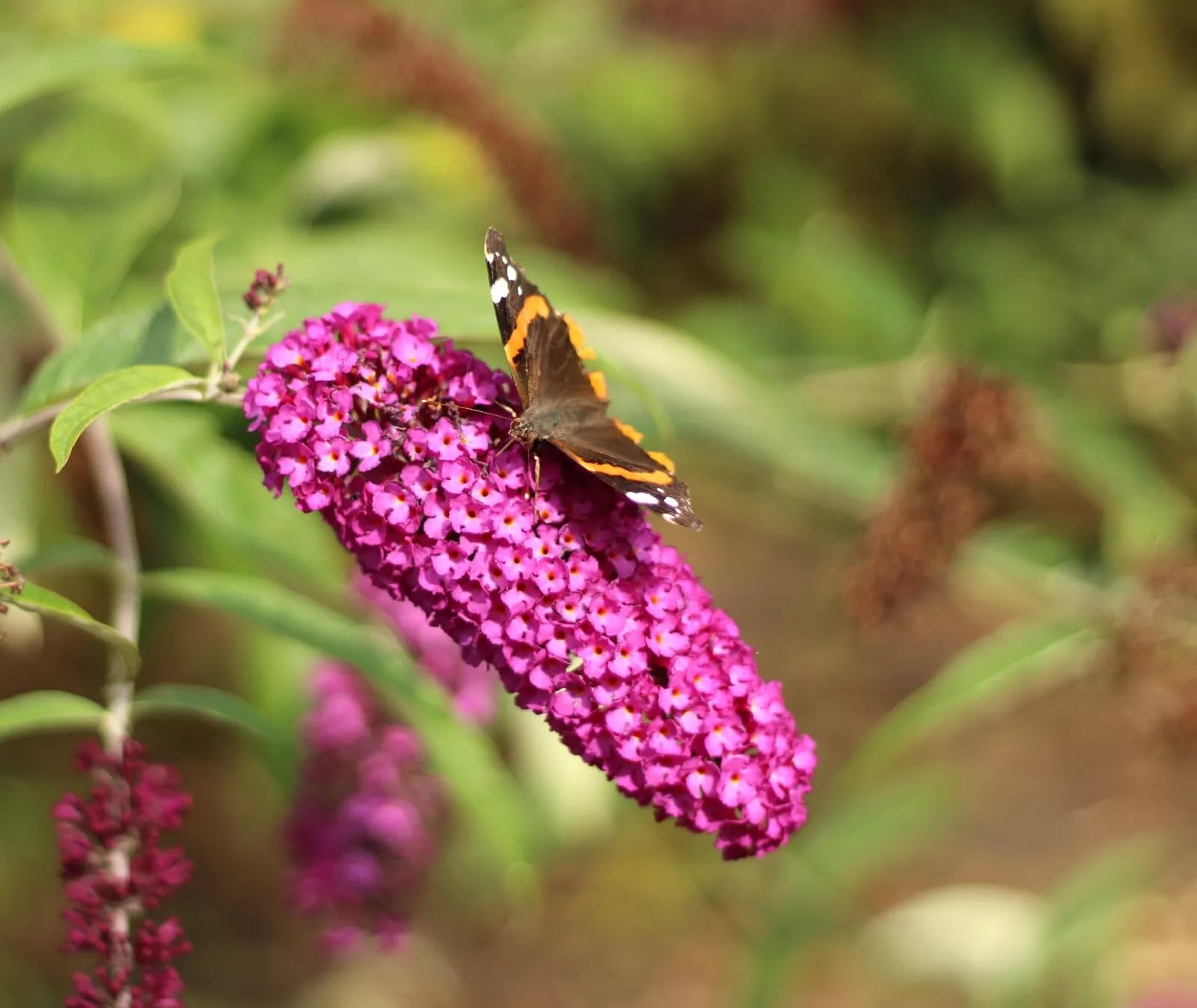 Sommerflieder Schmetterlingsstrauch 'Buddleja Davidii Royal Red' Hochstamm 40-60 cm