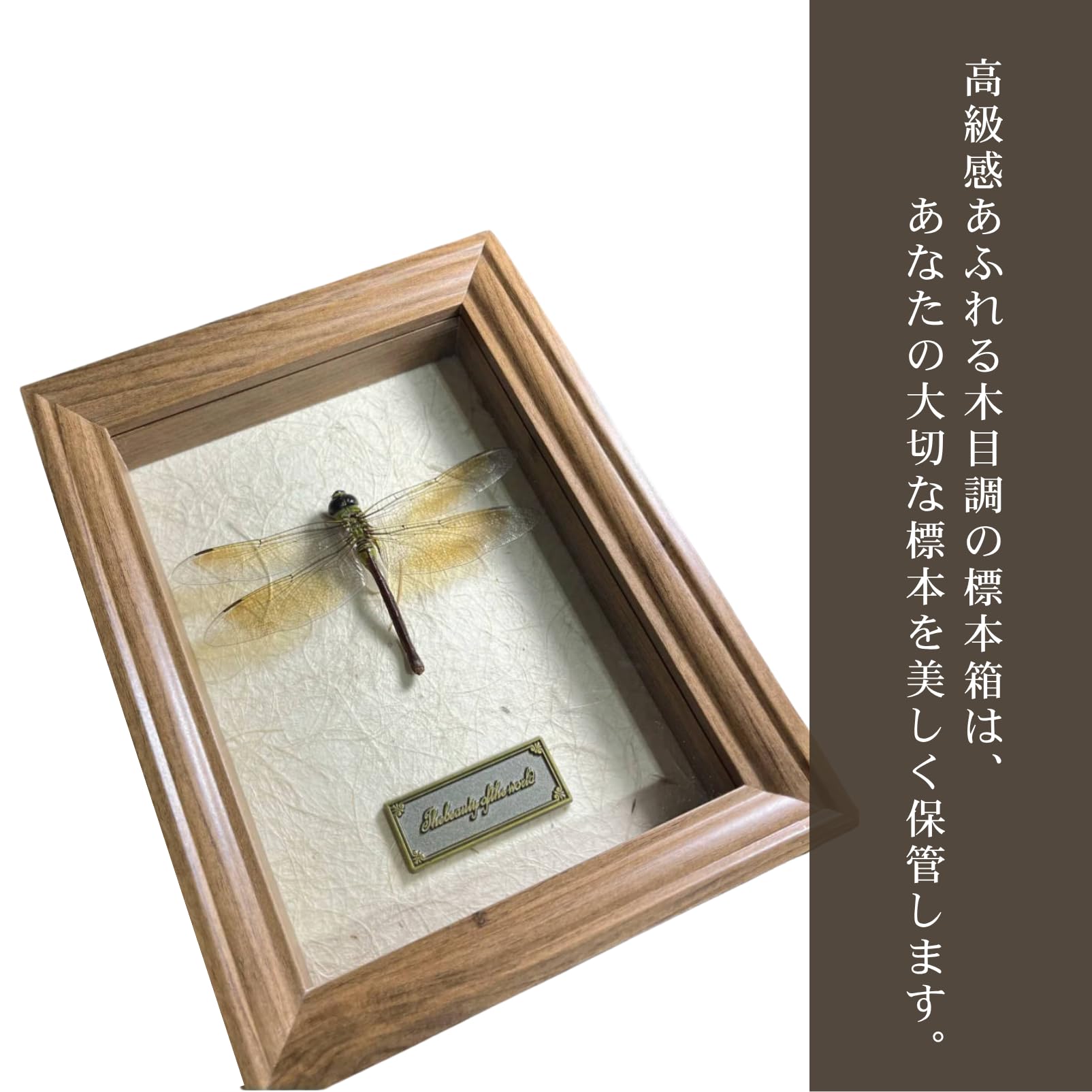 Amazon.co.jp: COZENTA 標本箱 シーラケース 昆虫 小型 木製 MDF