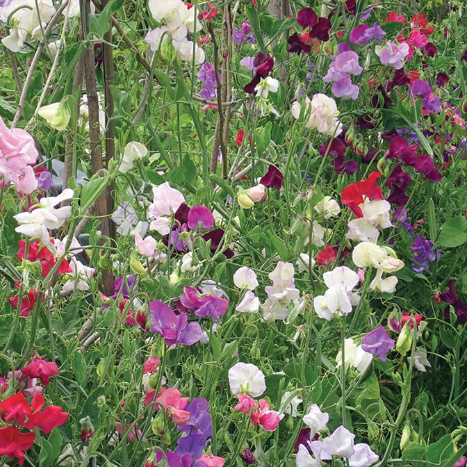 Gardeners Kitchen - Sweet Pea Plants - Mixed - 3 X 9cm Pot Plants