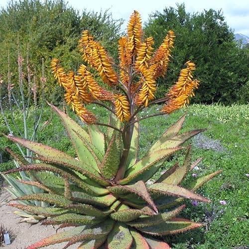 Palm Beach Medicinal Herbs - Aloe de Montaña (Aloe marlothii) - Paquete de 10 Semillas