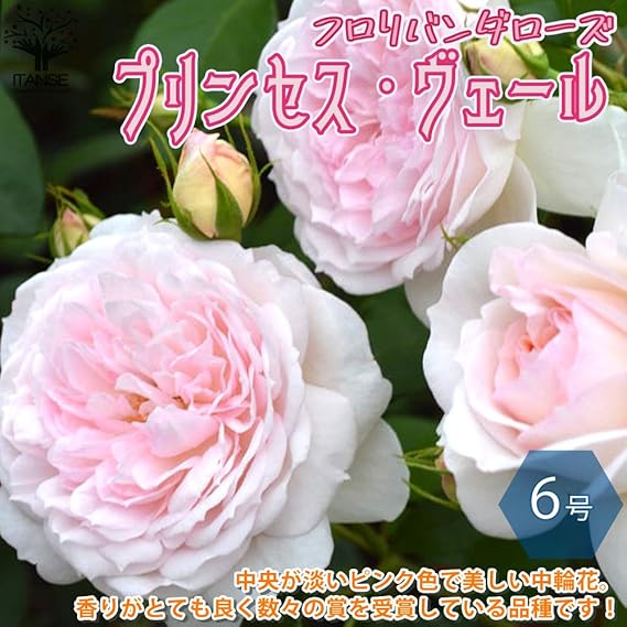 バラ苗 ER エミリー 接木苗 強香 強健 6号鉢 薔薇 苗