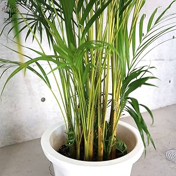 m*n様 耐陰性◎ インテリア向け人気観葉植物【アレカヤシ】大型サイズ 室内南国 観葉植物 本物 アレカヤシ 8号鉢 大型 通販 人気 目隠し 日陰に