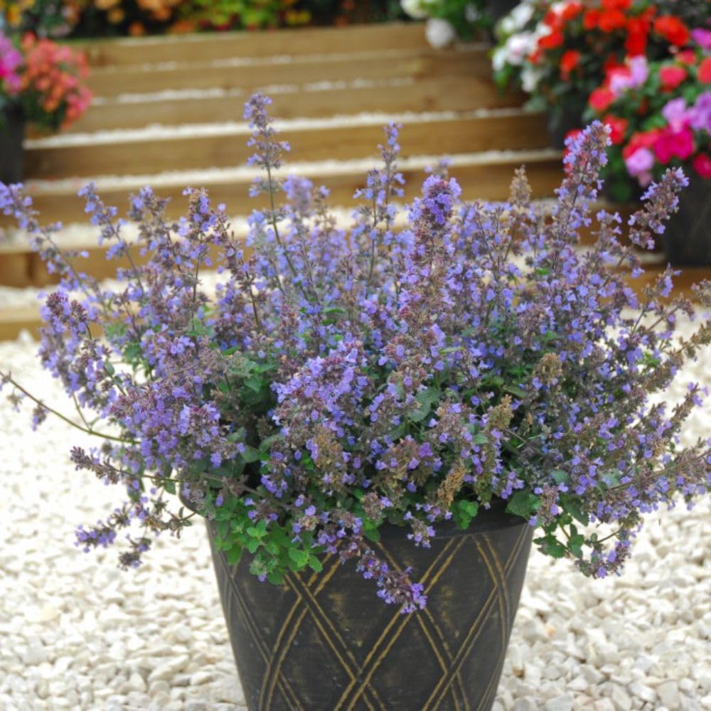Nepeta racemosa 'Walkers Low' Catmint - Hardy Perennial with Aromatic Foliage, Loved by Cats and Pollinators, Perfect for Borders and Wildlife Gardens – 1x 1 Litre Potted Plants by Thompson & Morgan