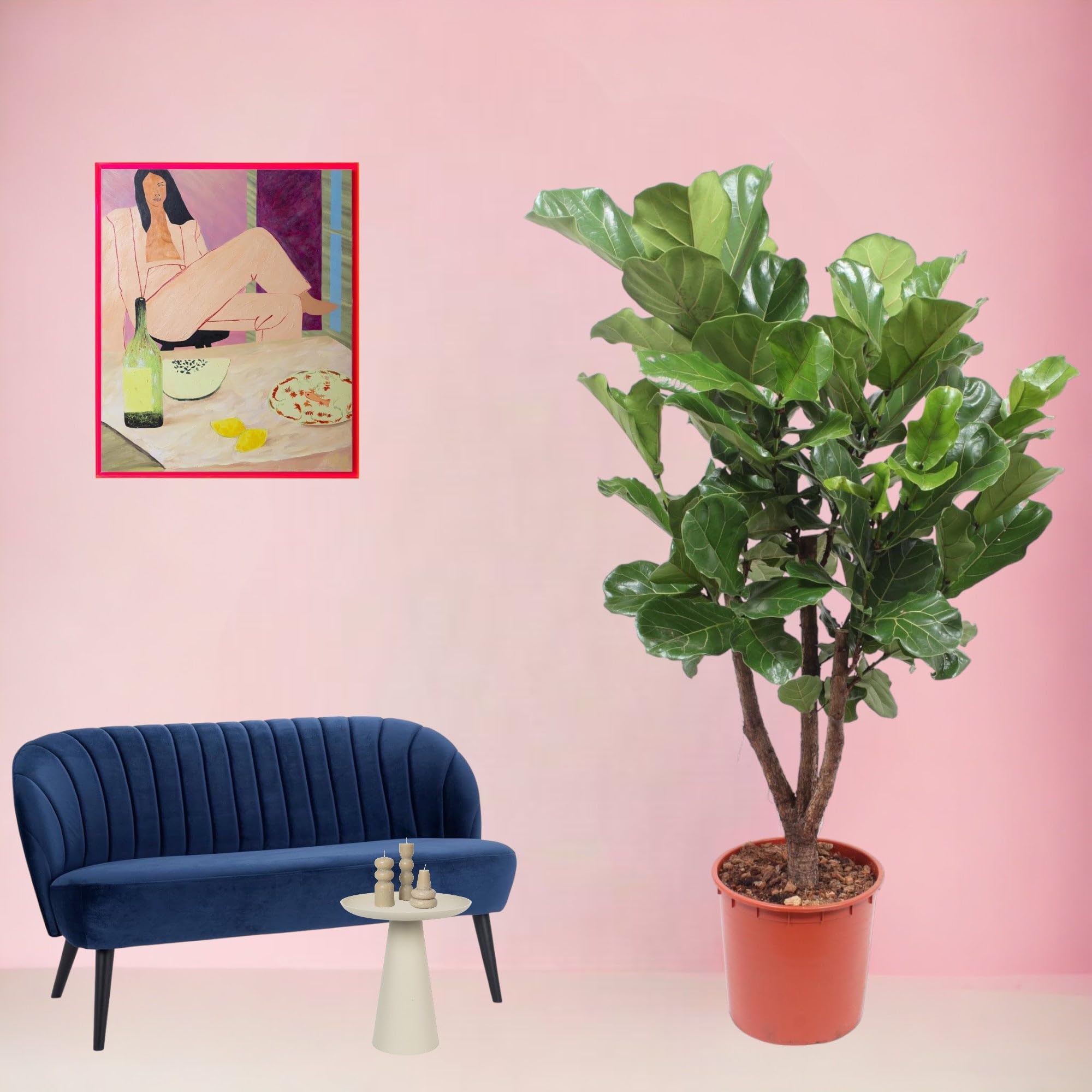 tobacco plant indoor Tobacco, Smoking (Nicotiana tabacum) seeds, organic and it was a fashionable import as fine china Trendyplants Ficus Lyrata Branched Tobacco