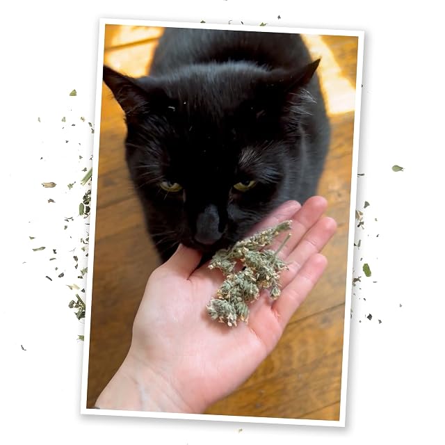 Foto 6 de 8 de Meowijuana