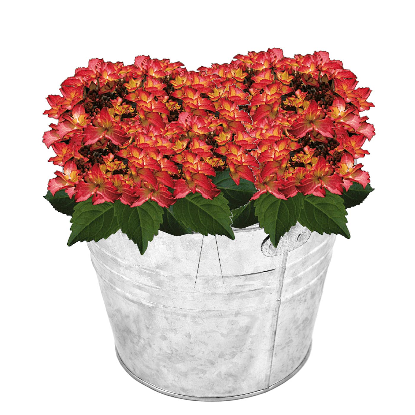Pamex - Set di 4 secchi in metallo zincato da 5 litri, 22,1 x 17,9 cm, con manico in metallo per la pulizia, il giardinaggio, la casa, il secchio in metallo, il secchio metallico, il secchio