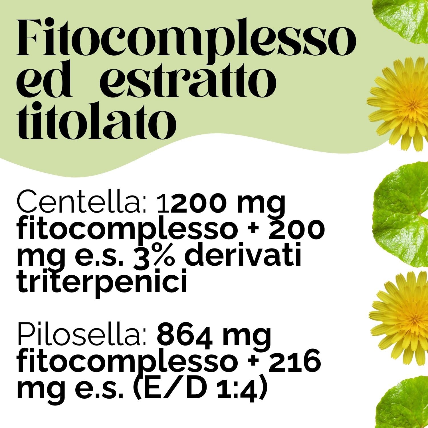 ERBEX - Centella Asiatica e Pilosella | Integratore Naturale Drenante | Microcircolo Gambe e Drenaggio Linfatico | Bundle 2 x 100 Capsule
