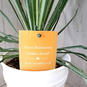 ユッカ　プレミアムゴールド　芋3つき鉢植え　 緑と黄色のストライプ 約90cm 楽天市場】庭木・植木：ユッカ（カラーガード）*フィラメン