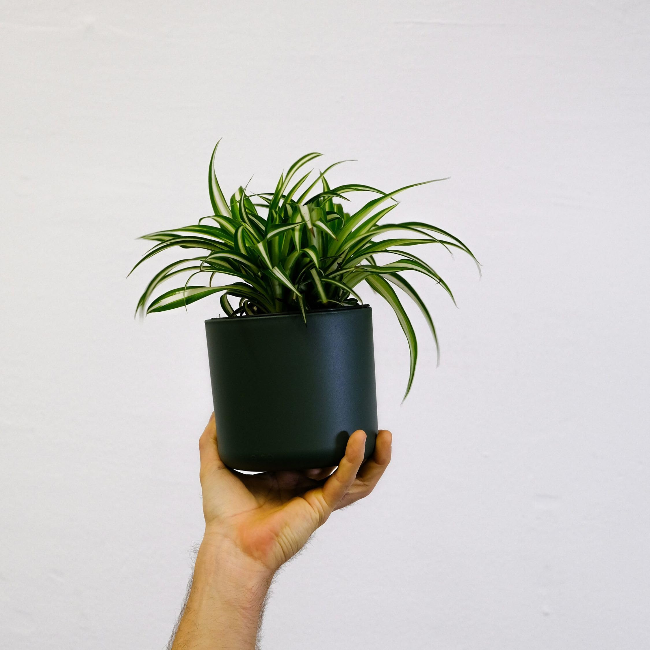 Plant in a Box - Chlorophytum Comosum 'Atlantic' - Grasslelie - Set of 6 -  Green houseplant - Pot 12cm - Height 25-40cm : Amazon.ie: Garden