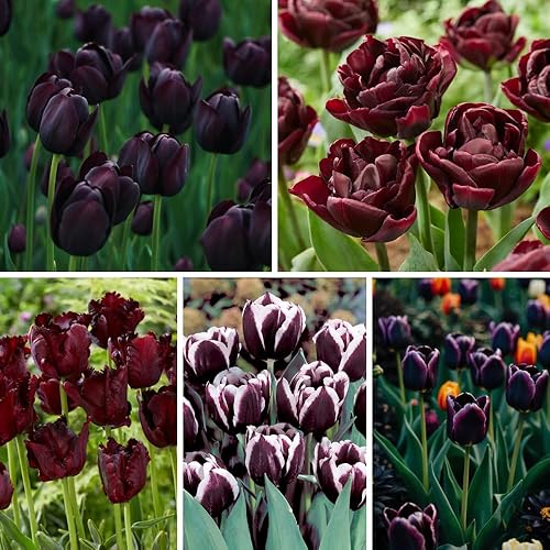 Miniatura 4 de 10 bulbos de tulipán de loro negro, flores de primavera vibrantes, fácil plantación de otoño, bulbos de tulipanes a granel, flores perennes, bulbos