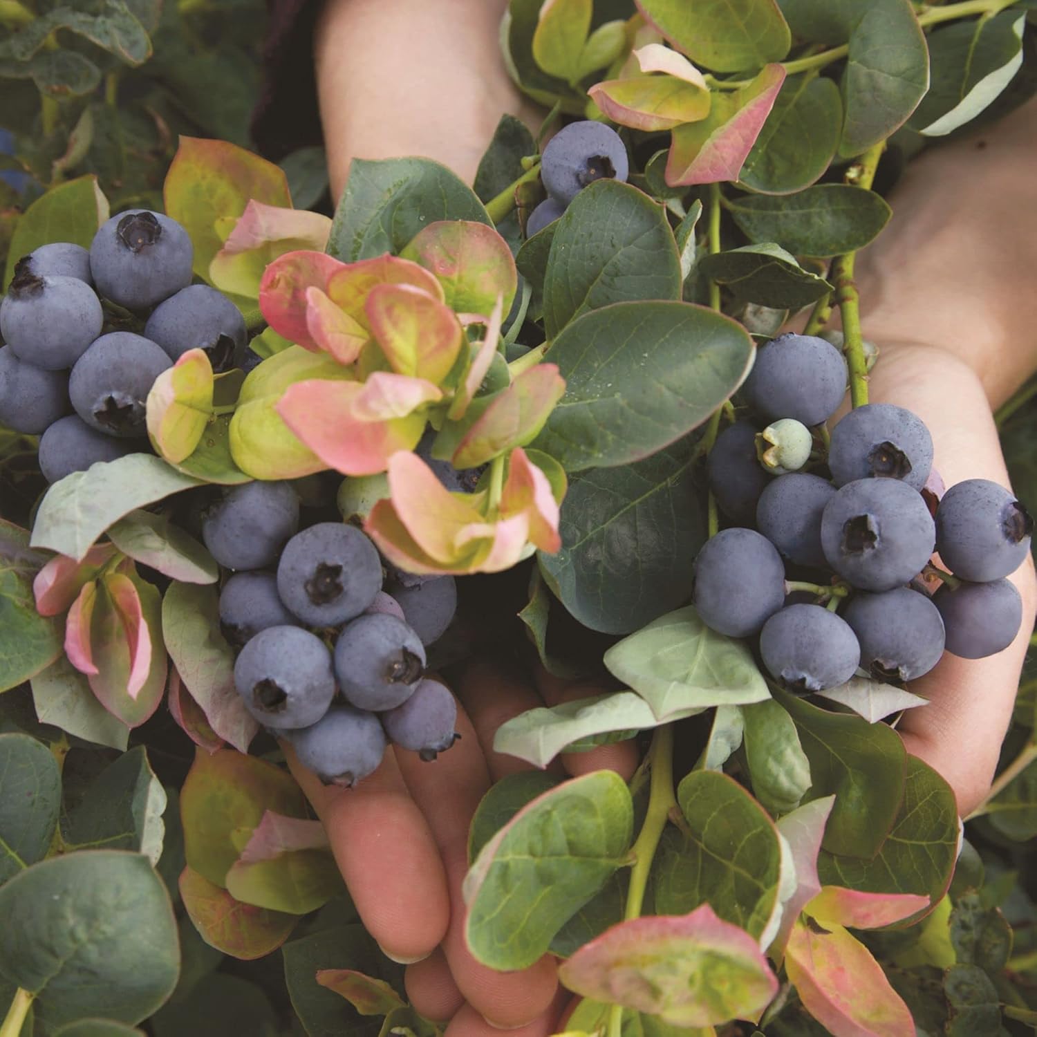 Bushel & Berry 2 Gal. Peach Sorbet Blueberry Plant