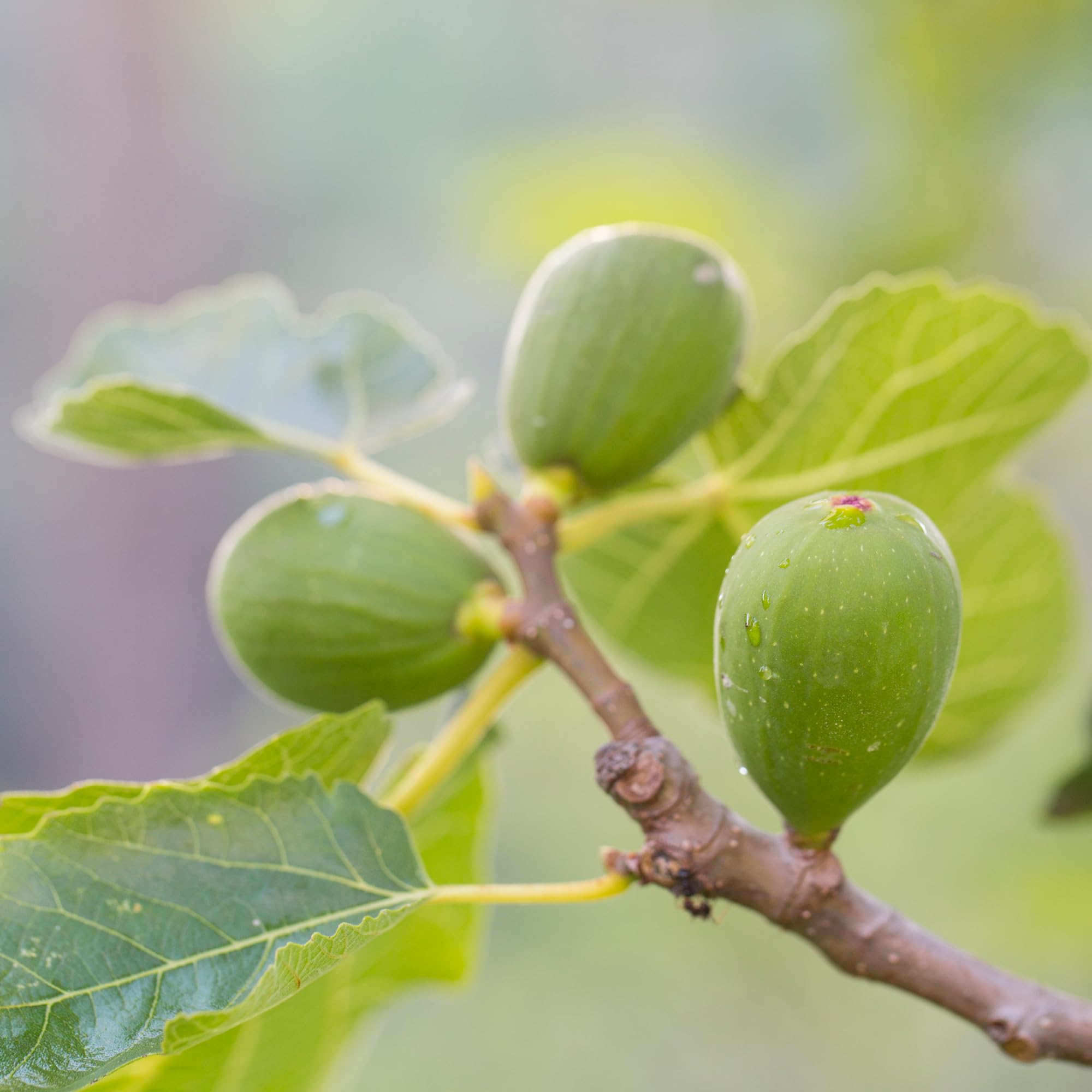 Higos Secos Orgánicos (1kg), Higos Secos Enteros de Cultivo Orgánico, 100% Naturales y Puros, Snack de Fruta Listo para Comer, Vegano