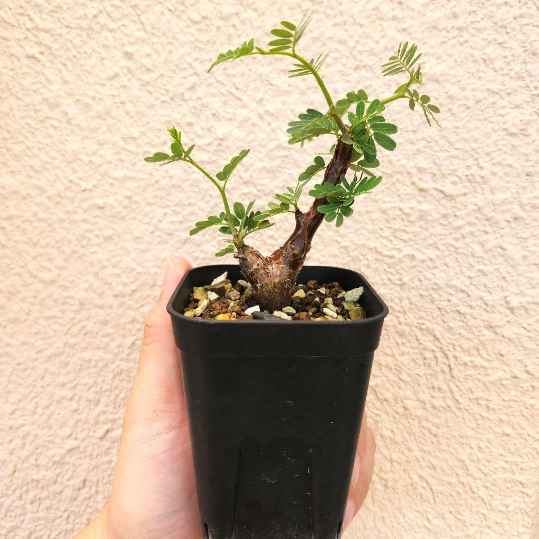 Amazon｜鉢ごと センナメリディオナリス実 塊根植物 ガーデニング 園芸