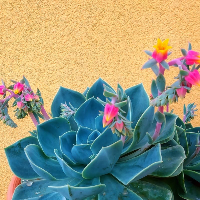 Miniatura 2 de Echeveria Suculents Plantas vivas, bien enraizadas, suculentas de Echeveria viva, planta de Echeveria viva, Echeveria rosa del desierto azul, maceta