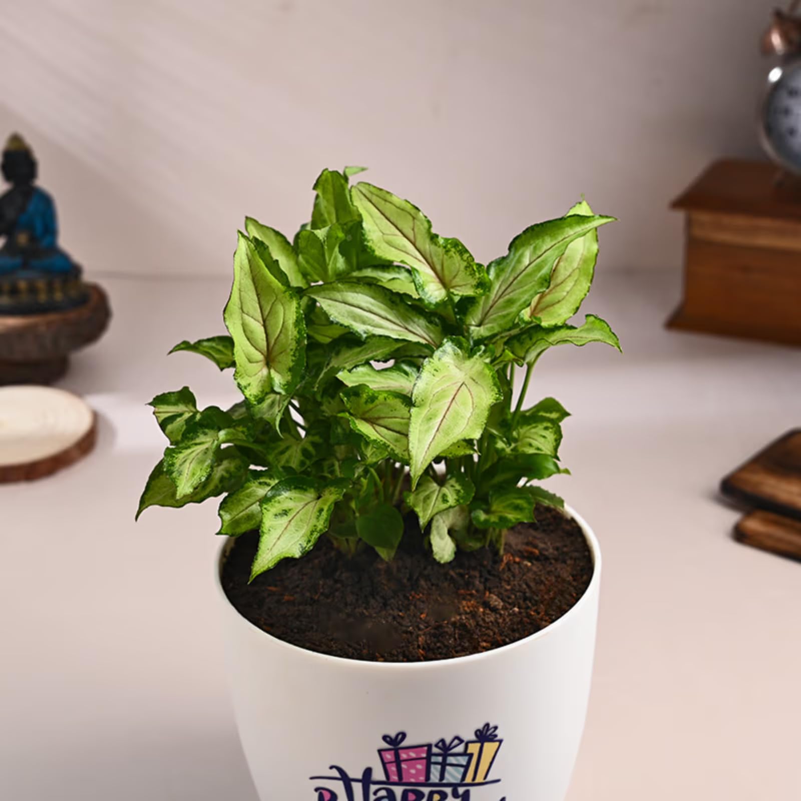 Live Syngonium Plant - Birthday Gift | Same Day Delivery -3