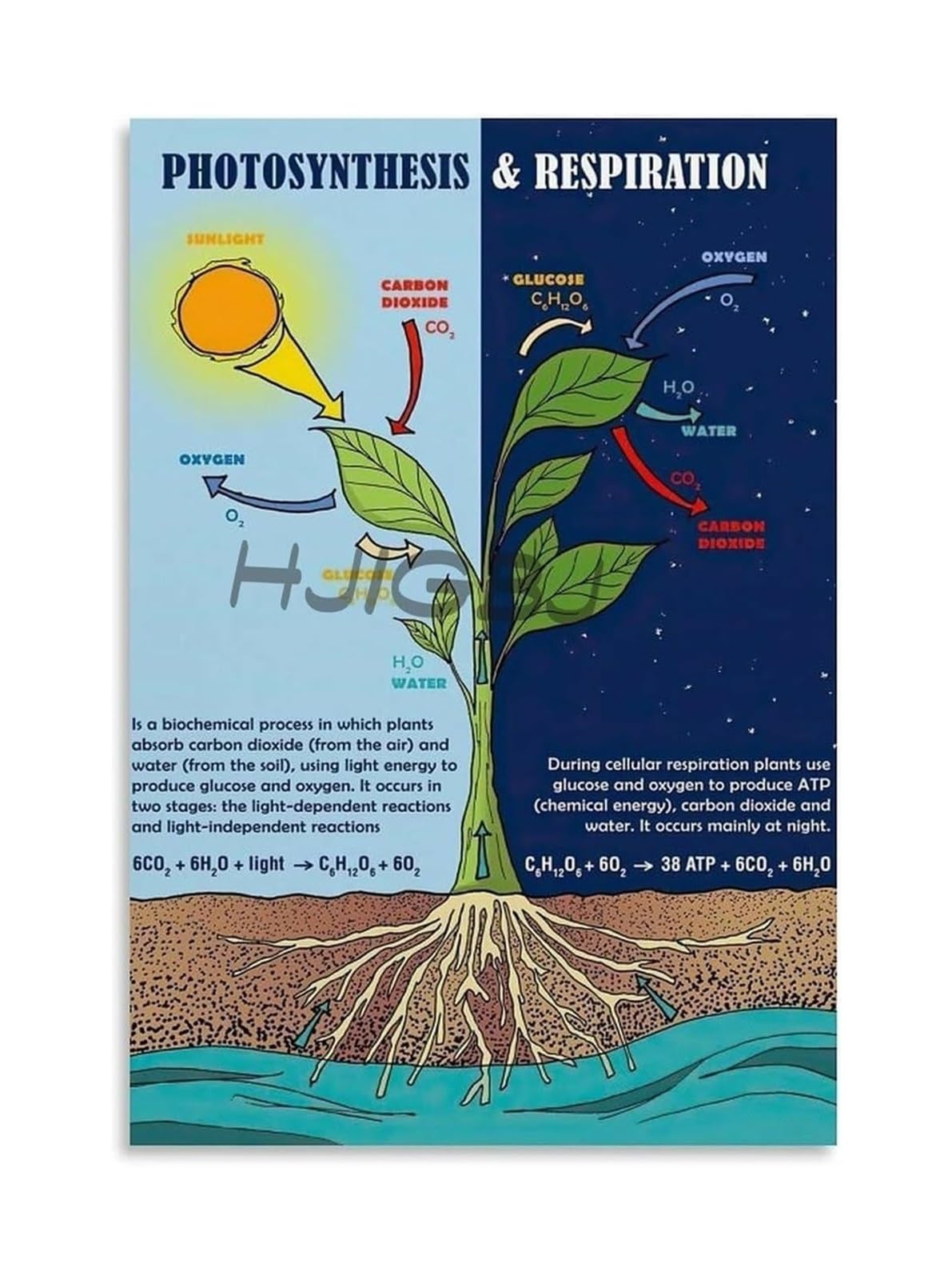 MCQWOMFQAK Vintage Science Poster Photosynthesis And Respiration In Plants Educational Reference Chart On Weathered Tin Sign For Teachers And Students 8 X 12 in