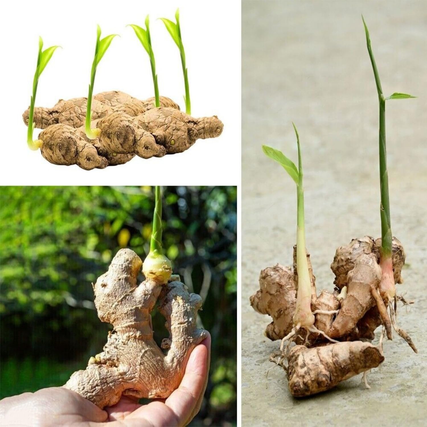 Amazon.com : 3 Ginger Plants Live, 5 to 6 Inches Tall, Ginger Herb Plant  for Gardening Indoor Outdoor : Patio, Lawn & Garden