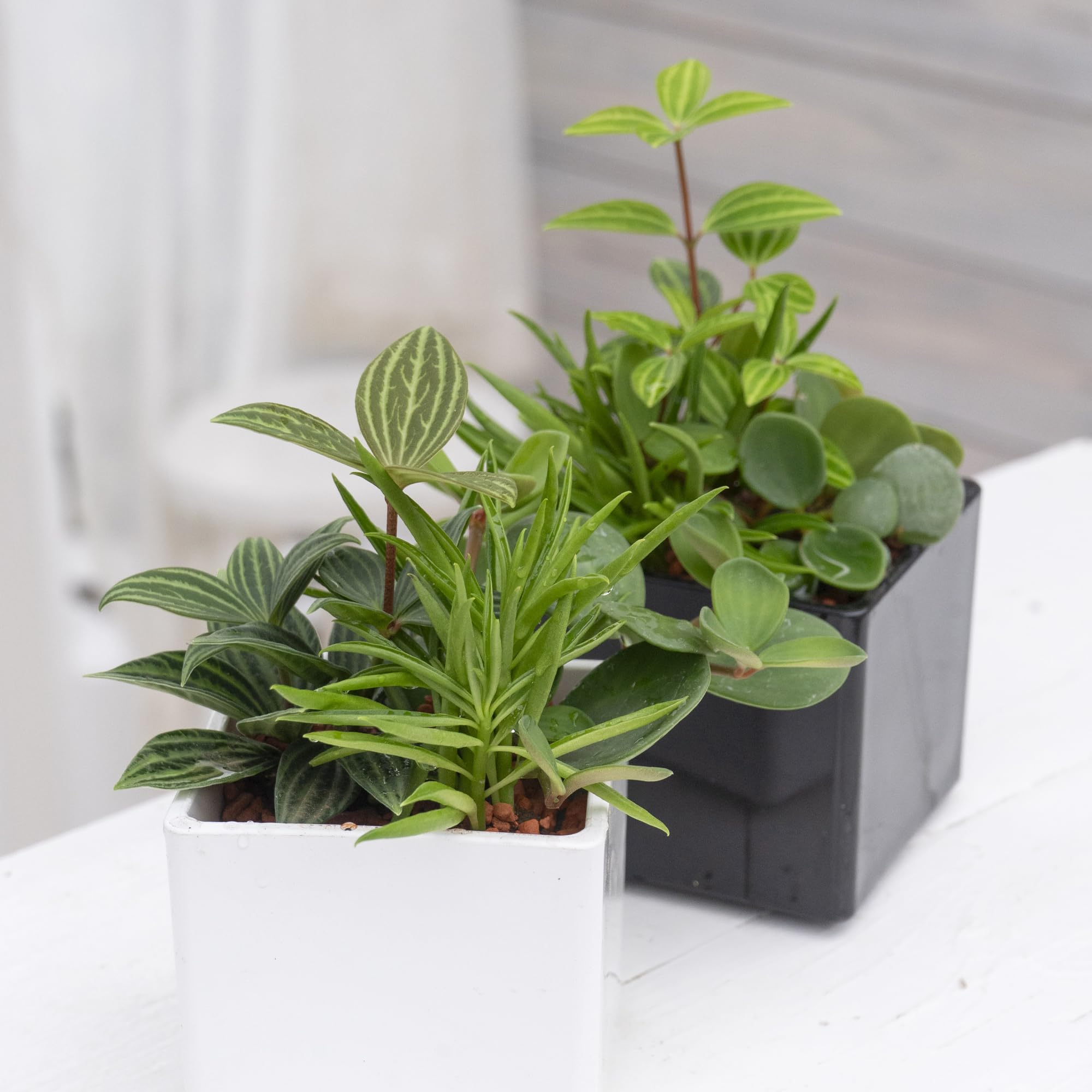 Amazon.co.jp: 観葉植物 土がいらないペペロミア3種ミックス ブラック