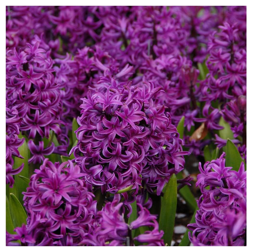 5 Purple Sensation Hyacinth Bulbs