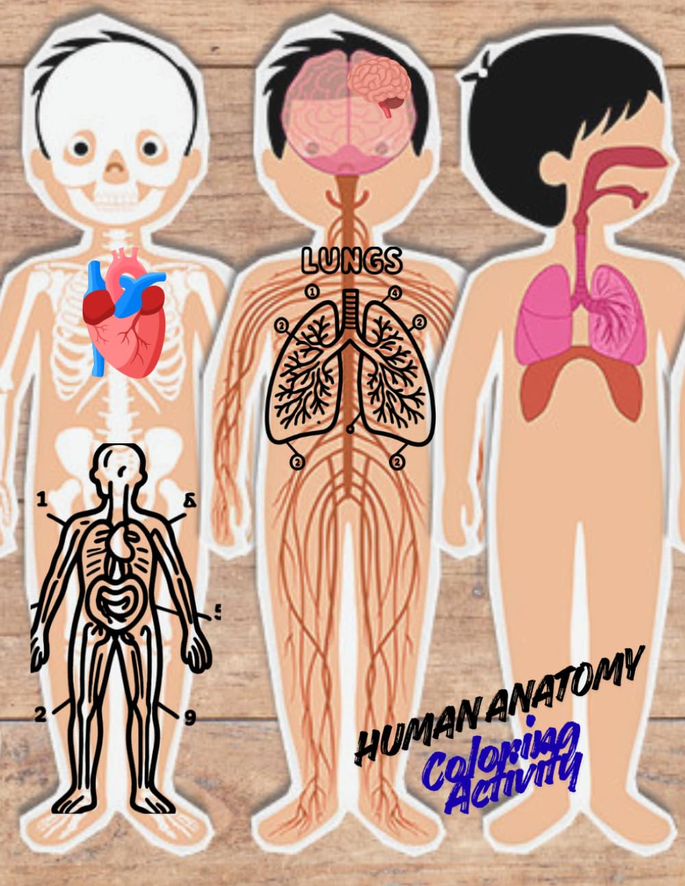 Human Anatomy Coloring Book for Kids: Workbook for Beginners, Medical Students, and Nurses, Detailed Diagrams of Major Systems to Color and Learn