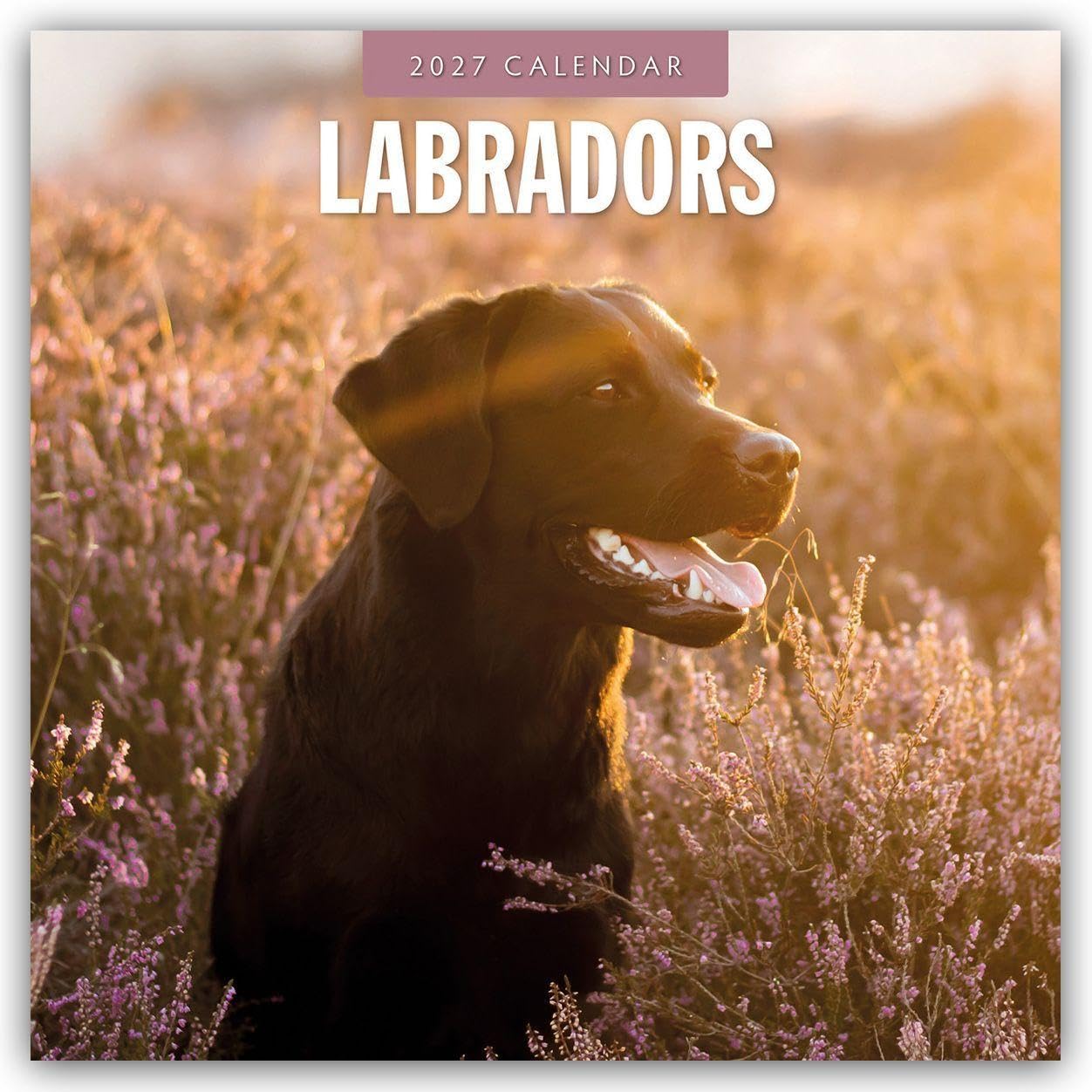 Labradors 2027 Square Wall Calendar: Original Red Robin Publishing Ltd-Kalender [Mehrsprachig] [Kalender]