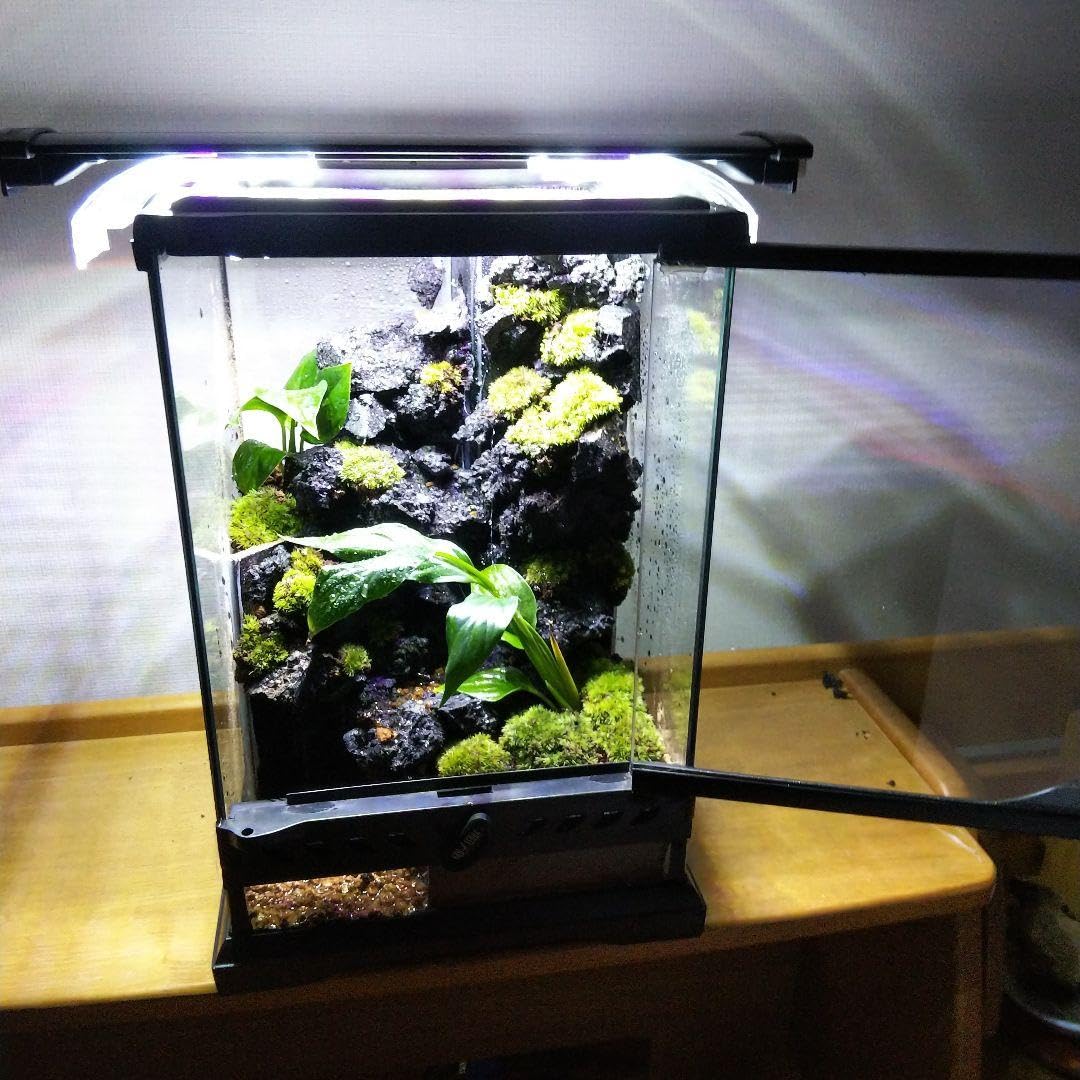 Amazon.co.jp: 完成品滝の流れるアクアテラリウム イモリウム 苔