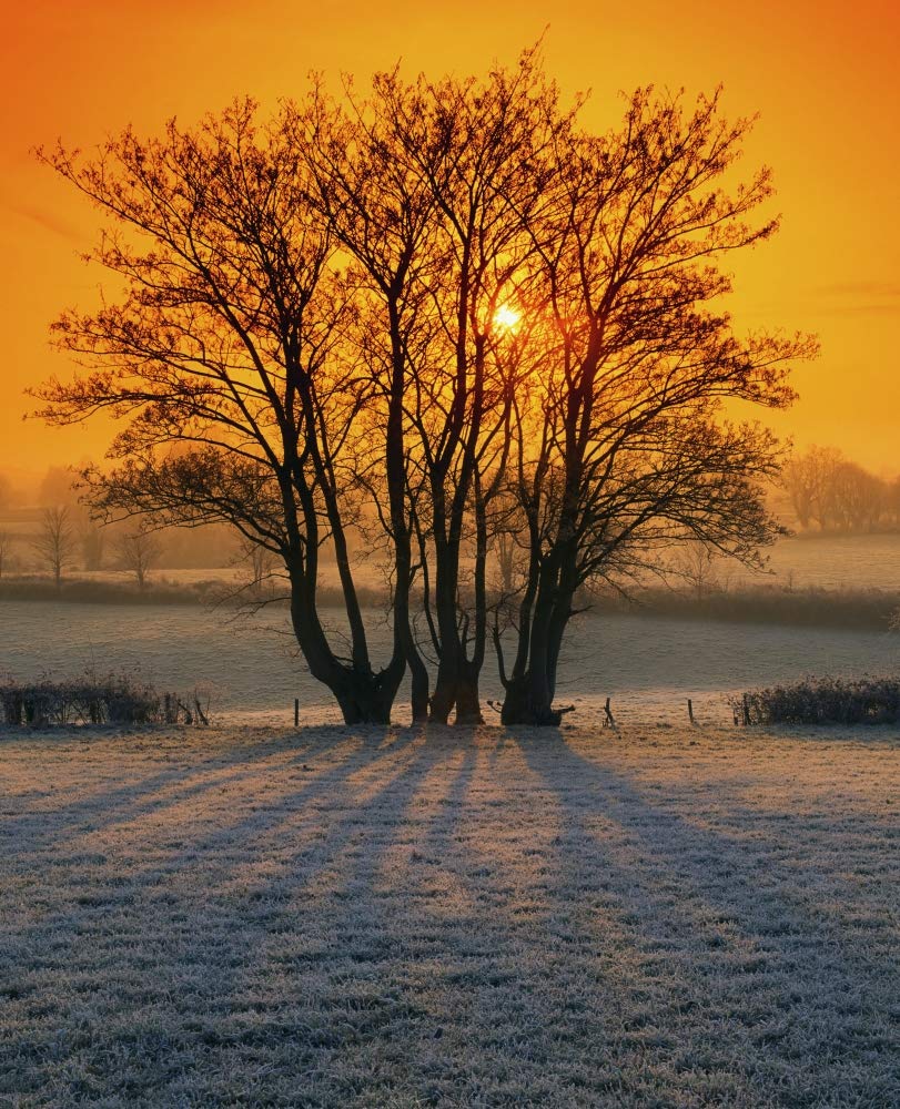 Tree In A Field, Ireland by The Irish Image Collection/Fotos de diseño (24 x 30)