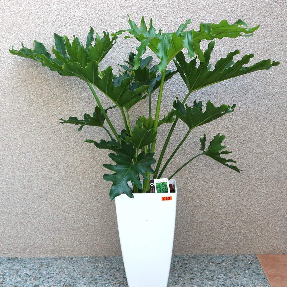 Acq鉢 acqpot のパンサーnタイガー Acq鉢 acqpot のパンサーnタイガー