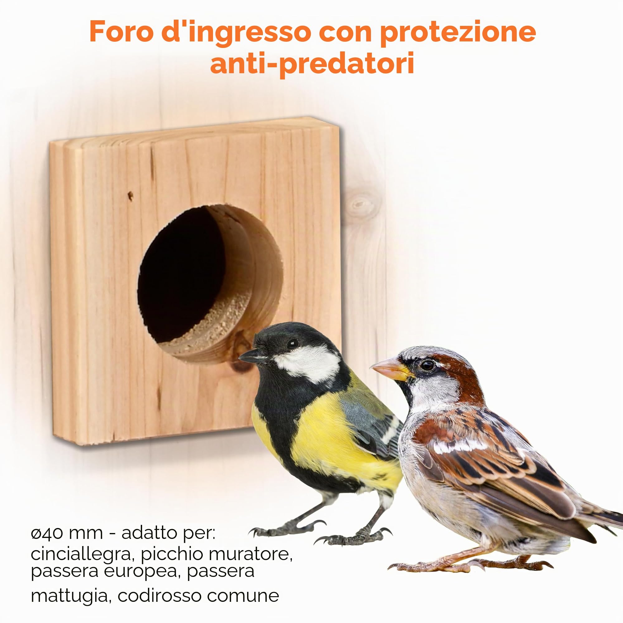 dobar® Nido Eazy con telecamera WiFi e pannello solare – Birdwatching con supporto per nidificazione in legno e app – Ø 30 mm foro – verde